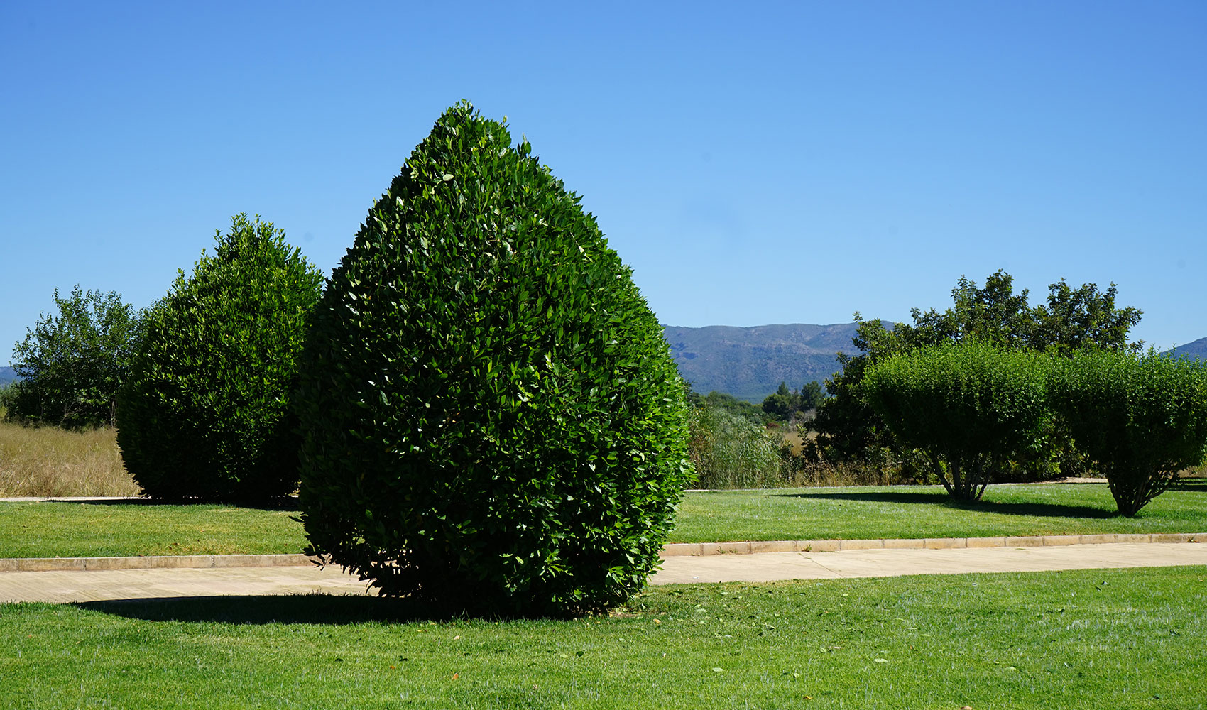 Árbol en forma de gota