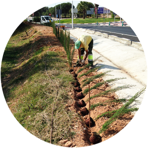 Un trabajador plantando arboles